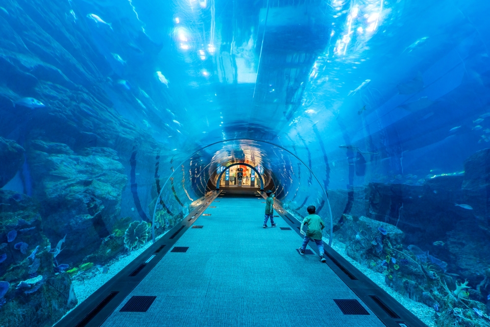 Dubai Aquarium and Underwater Zoo: diving into marine life